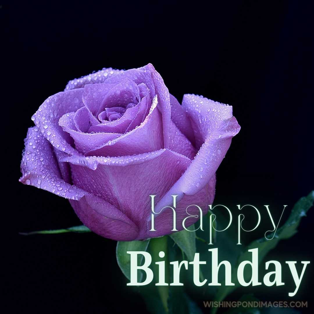 Beautiful purple flower on black background.